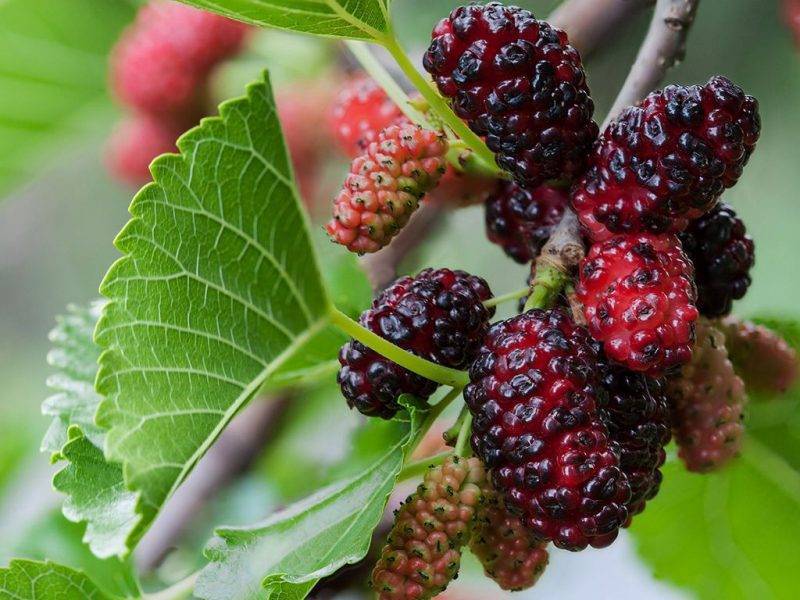Шелковица купить саженцы из питомнике в Сочи