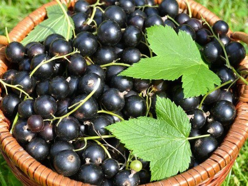 Смородина купить саженцы из питомника в Сочи