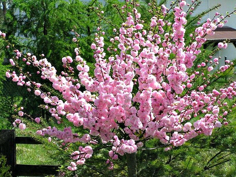 Миндаль купить саженцы из питомника в Сочи