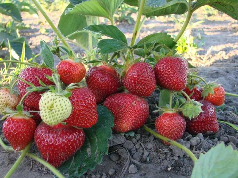Клубника купить саженцы из питомника в Сочи