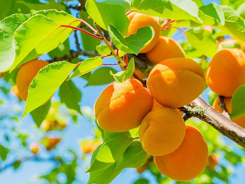 Абрикос купить саженцы из питомнике в Сочи