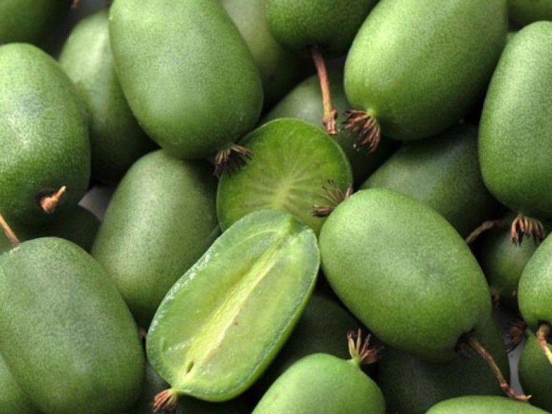 Актинидия купить саженцы из питомнике в Сочи