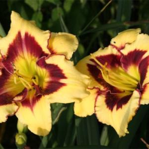 Лилейник "ЭЛЬ ДЕСПЕРАДО"